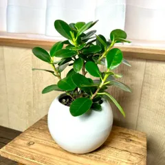 ト*ぶ様 元祖⬛︎ 白 パンダ ガジュマル ⬛︎挿し木専用 観葉植物 ガジュマル 8号 パンダ 朴仕立て テラニアス ロー