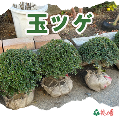 玉ツゲ（１本）