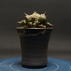 "Agave titanota" アガベ チタノタ【No.1】 管理2237