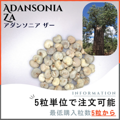 【種子】バオバブ アダンソニア  ザー  / セット割あり 数量5粒から購入OK
