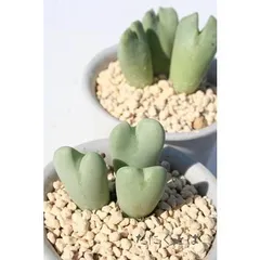 花車 2頭 コノフィツム Mサイズ5.5ｃｍポット 中型 ハート型 オレンジ花 Conophytum 'kyasya' 多肉植物 多肉永遠