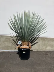 【AL1000】ユッカ　リギダ　超希少　ホワイト個体 AL1000】ユッカ リギダ 超希少 ホワイト個体