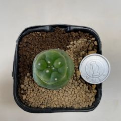 多肉植物　サボテン　銀冠玉　抜き苗　根付き
