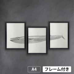 シロナガスクジラ (Blue Whale)　ボストン自然史協会で朗読された回想録　生物多様性遺産図書館から　A4 荒い麻布の風合い アートポスター【フレーム付3枚セット】《AS》