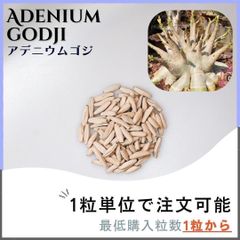【種子】アデニウム ゴジ / セット割あり 数量1粒から購入OK