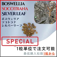【入手困難！！】レア品　ボスウェリア　ソコトラナ 2025年最新】ボスウェリア ソコトラナの人気アイテム - メルカリ