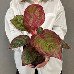 希少❗️フィロデンドロン グロリオーサムゼブラ✨ - メルカリ