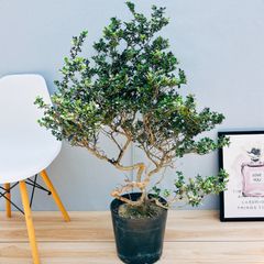 ［現品］雲龍ツゲ　雲竜柘植　スパイラルドラゴン　8号　観葉植物　屋外　大型　植木　庭木　ユニーク　個性的　おしゃれ　かっこいい