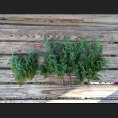 ヒムロスギ ♥️ご予約ご相談ページ