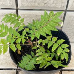 コージーガーデン✳️山野草苗と多肉❣️ - メルカリShops