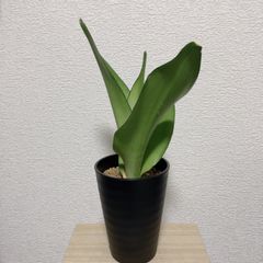 サンスベリア カナリキュラータ sansevieria canaliculata - メルカリ