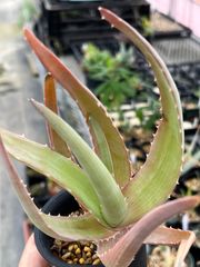 【輸入増殖株】Aloe chabaudii form Hwange アロエチャバウディー　ワンゲフォーム　 多肉植物　原種アロエ