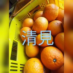 清見オレンジ  五キロ  加工