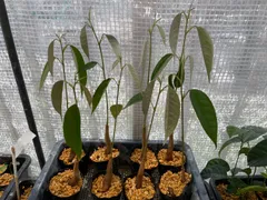 ドリアン苗 レア品種 Durio Graveolens苗 ドリアン苗 レア品種 Durio Graveolens苗 Durio graveolens Red
