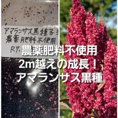 アマランサス種3gのサムネイル