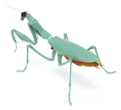 2025年最新】カマキリ 標本の人気アイテム - メルカリ