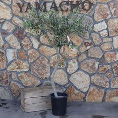 【現品１点物・高さ160cm】 創樹 オリーブ ペンドリノ 9号鉢 【現品NO.3】 寄せ植え 鉢植え 地植え 目隠し お洒落 可愛い 常緑樹 観葉植物 初心者 カラーリーフ