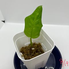 アグラオネマ ピクタム 元祖 Aglaonema pictum "The Origin(元祖)"