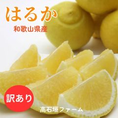 柑橘 【高石垣ファーム】 有田地区 はるか 家庭用 2.5kg 訳あり 和歌山県 《3/上旬～3/中旬より出荷》