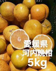愛媛県産　低農薬　宇和ゴールド　河内晩柑　柑橘　5kg
