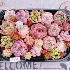 多肉植物 寄せ植えset♡5232