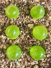 コノフィツム　ブルゲリ 6苗　1㎝~1.2㎝ 中苗 6苗 セット　メセン　抜き苗　多肉植物　メルカリ便