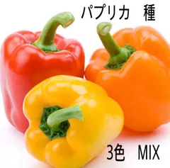 パプリカ　種　3色　30粒のサムネイル