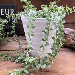 ポットごと♡斑入りミリオンハート♡ディスキディア♡観葉植物