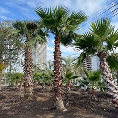 ワシントンヤシ 極太 極太幹】ワシントンヤシ No.14 - メルカリ