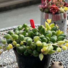 多肉植物 ☘️ エンジェルティアーズ錦 モリモリ苗 抜き苗