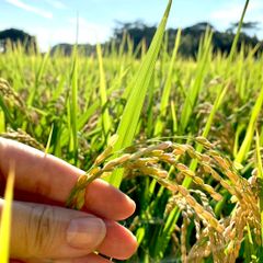 【新米】令和５年産　佐賀県産　玄米　5kg　夢しずく　自然のまんま栽培