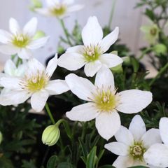 常緑♡クレマチス♡カートマニージョー♡天使のすず♡