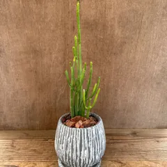 ユーフォルビア　レウコデンドロン　オンコクラータ　陶器鉢　Euphorbia leucodendron  現品 オンコクラータ ユーフォルビア オンコクラータ 観葉植物 観葉 植物 珍奇植物 珍奇 珍しい レア 希少 多肉植物 多肉 インテリア プレゼント