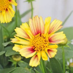 花苗 コレオプシス ソランナ サンセットバースト 3.5号 多年草 育てやすい 四季咲き かわいい