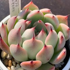 人気レア品種！★リンゼアナ×そわそわ 多肉植物（抜き苗・速達付）自家栽培 国産