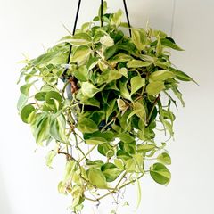 希少】斑入り パキラミルキーウェイ 実生 陶器鉢 Sサイズ 観葉