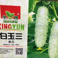 白い　きゅうり　白玉三 黄瓜　 種15粒 水果黄瓜