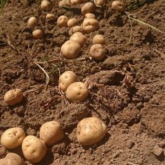 北海道産　農薬不使用　じゃがいも小さめ　5キロ