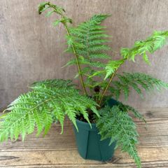 【サンプル】ヘゴ クーペリー Sphaeropteris cooperi ヘゴ科 ヘゴ属 5号 観葉植物 観葉 植物 珍奇植物 珍奇 珍しい ハンギング 吊るす 吊り下げ インテリア プレゼント おうち時間 グリーン アートプランツ