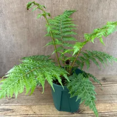 【サンプル】ヘゴ クーペリー Sphaeropteris cooperi ヘゴ科 ヘゴ属 5号 観葉植物 観葉 植物 珍奇植物 珍奇 珍しい ハンギング 吊るす 吊り下げ インテリア プレゼント おうち時間 グリーン アートプランツ