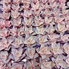 多肉植物 ❤️マディバ ❤️ 饺子皮❤️1大頭7-8cm拔キ苗 多肉植物 ❤️マディバ ❤️ 饺子皮❤️1大頭7-8cm拔キ苗