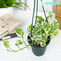 2026年最新】ポトスエンジョイの人気アイテム - メルカリ