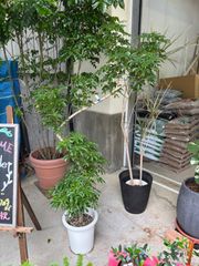 シェフレラ・ホンコンコンパクタ　曲がり　引き取り限定　観葉植物　丈夫　インテリア　グリーン　耐寒性　オシャレ