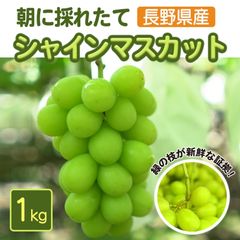 最終10/21迄　長野県産　朝採り　シャインマスカット　1キロ　2房〜3房のサムネイル
