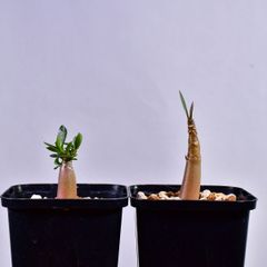 3R2 実生 アデニウム キングコング/ゴッジ コーデックス 塊根植物 2.5号鉢 アデニウム キングコング/ゴッジ
