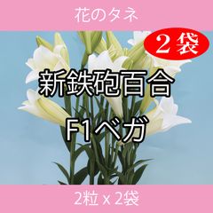 花のタネ TFA01 新鉄砲百合・F1ベガ 2粒 x 2袋