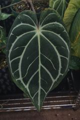 アンスリウム カーラブラッキー × エース オブ スペード アンスリウム カーラブラッキー×アントラキー×エースオブ