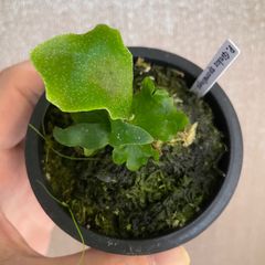 Platycerium P. Ginka sporelings ビカクシダ - BOKUNARI - メルカリ