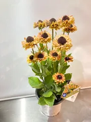 大株 PW ルドベキア 『アーバンサファリ サバンナサンセット』