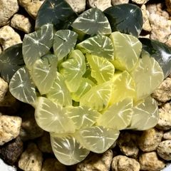4a 多肉植物 ハオルチア 湖水オブツーサ錦糊斑 自家繁殖 鉢植え発送